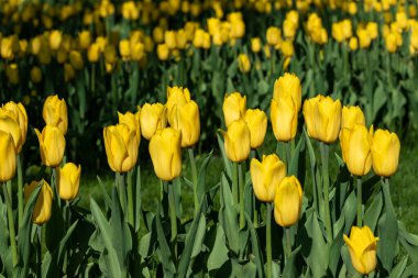 Sarı laleler yeşil yapraklarla çiçeklendi, çiçek tarlaları yakın plan yeşil arka plan, bahar çiçekleri
