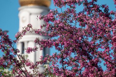 Mavi gökyüzü arka planında, Assumption ya da Dormition Katedrali 'nin altın kubbesi olan pembe elma ağacı açan dallar. İlkbaharda Kharkiv, Ukrayna 'yı gezmek