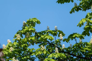 Kestane ağacı dallarında beyaz çiçekler mavi gökyüzü arka planında yeşil yapraklarla çiçek açıyor.