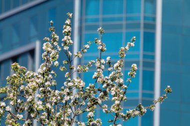 Beyaz elma ağacı çiçek açıyor, dalların üzerinde çiçekler mavi cam bina cephesinde yeşil yapraklar var. Bulanık arkaplanlı şehirde bahar mevsimi