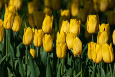 Sarı laleler yapraklarla çiçeklendi, çiçek tarlaları yakın plan bulanık arka plan, bahar çiçekleri
