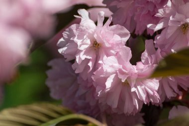 Yapraklı ve seçici odaklı dallarda pembe sakura çiçekleri, bulanık çiçekli arka plan. Güneşli bahar bahçesi yakın plan.
