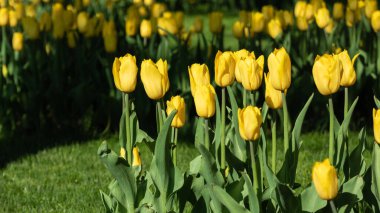 Sarı laleler yeşil yapraklarla çiçeklendi, çiçek tarlaları yakın plan yeşil arka plan, bahar çiçekleri