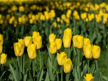Yeşil yapraklı sarı laleler, yeşil arkaplanı bulanık çiçek tarlaları.