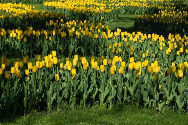 Yeşil yapraklı sarı laleler. Çiçek tarlası. Yakın plan, bulanık yeşil arka plan.