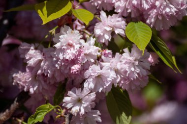 Yeşil yapraklı ve bulanık arkaplanlı dallarda açan pembe sakura çiçekleri. Güneşli bahar bahçesi yakın plan.