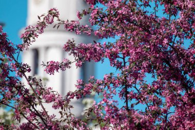 Assumption ya da Dormition Katedral saat kulesi ile çiçek açan pembe elma ağacı dalları mavi gökyüzü arka planında bulanıklaşıyor. İlkbaharda Kharkiv, Ukrayna 'yı gezmek