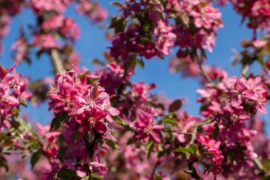 Pembe elma ağacı yakından çiçek açar, güneşli dallarda çiçekler açar. Baharın canlı pembe çiçekleri, bulanık mavi gökyüzü arkaplanıyla bahçede açar.