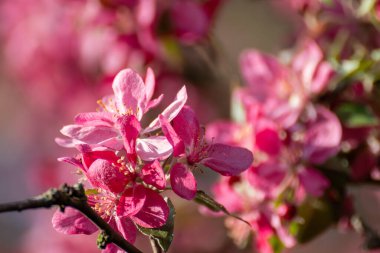 Pembe elma ağacı, yakından çiçek açar, çiçekli, güneşli dallar. Baharın canlı pembe çiçekleri bahçede çiçek açar. Arka planda bulanık çiçekler.