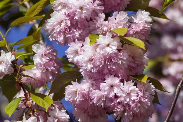 Sakura Rose Fleurs Gros Plan Fleurissant Sur Les Branches Avec — Photo
