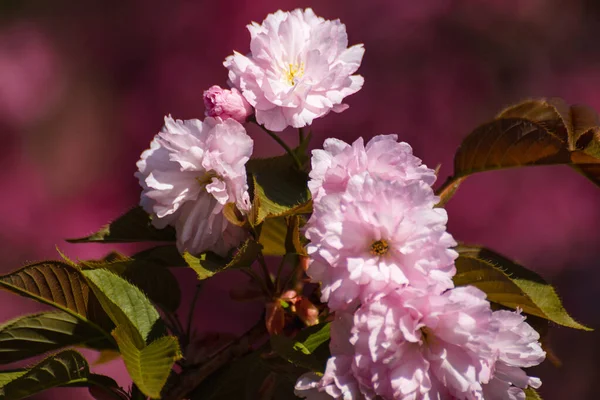 Fleurs Sakura Rose Fleurissant Avec Des Feuilles Vertes Une Mise — Photo