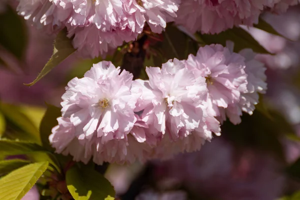 Różowe Kwiaty Sakury Kwitnące Gałęziach Wybiórczej Ostrości Rozmyte Żywe Tło — Zdjęcie stockowe