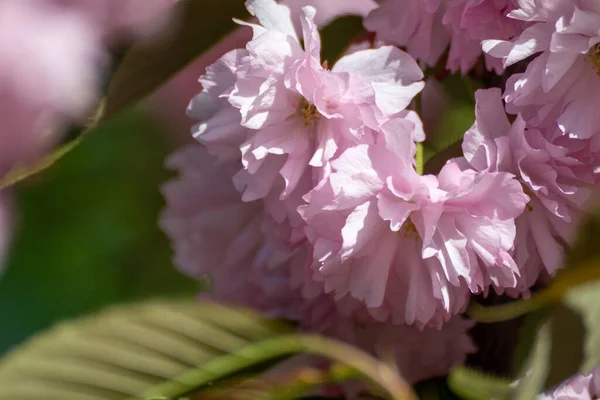 Rosafarbene Sakura Blüten Mit Grünen Blättern Und Selektivem Fokus Verschwommener — Stockfoto
