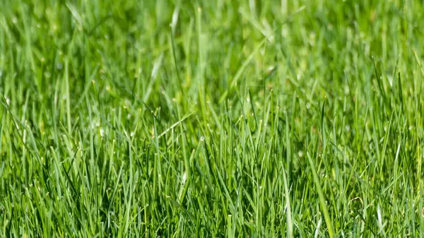 Green Grass Close Selective Focus Natural Fresh Weed Shining Lawn — Stock Photo, Image