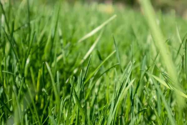 绿草特写在模糊的背景下 天然新鲜杂草闪亮的草坪背景 活泼的弹簧花纹 — 图库照片