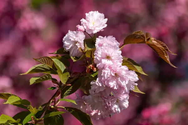 Fleurs Sakura Rose Fleurissant Sur Des Branches Aux Feuilles Vertes — Photo