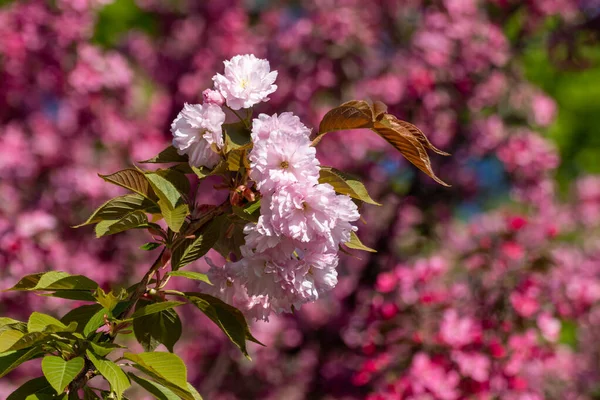 Yeşil yapraklı ve seçici odaklı dallarda açan pembe sakura çiçekleri, bulanık arkaplan. Güneşli bahar bahçesi yakın plan.