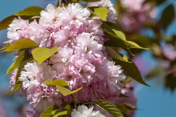Fleurs Sakura Rose Fleurissant Sur Les Branches Avec Accent Sélectif — Photo