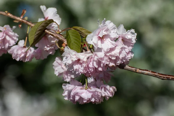 Rosafarbene Sakura Blüten Blühender Zweig Mit Grünen Blättern Und Selektivem — Stockfoto