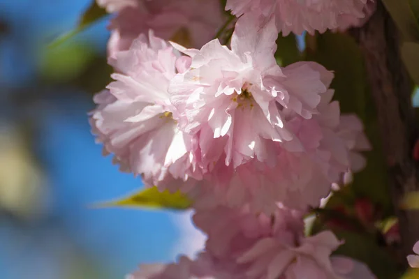 Fleurs Sakura Rose Fleurissant Sur Des Branches Avec Fond Bleu — Photo