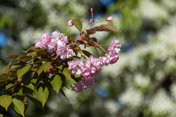 Sakura Rose Fleurs Branches Floraison Gros Plan Avec Des Feuilles — Photo