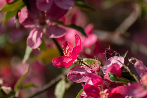 Gros Plan Sur Fleur Pommier Rose Fleurs Sur Les Branches — Photo
