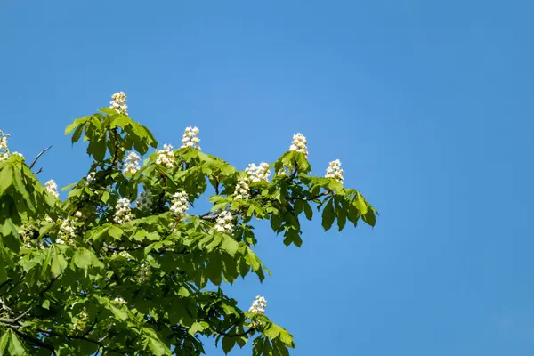 stock image Chestnut tree blooming with white flowers on branches with green leaves. Branches on blue sky background. Spring blossom