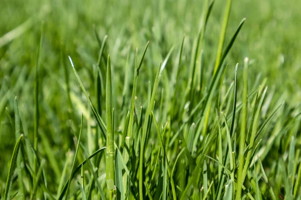 背景模糊的绿草特写图案 天然的新鲜杂草草坪背景 生机勃勃的春叶 — 图库照片