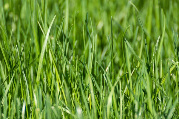绿草叶片在模糊背景下的特写细节 天然新鲜绿叶 草坪背景明亮 生机勃勃的春天自然模式 — 图库照片