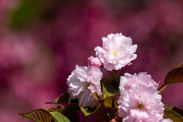 Fleurs Sakura Rose Fleurissant Gros Plan Avec Des Feuilles Vertes — Photo