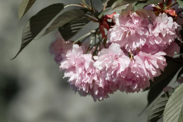 Fleurs Sakura Rose Tendre Fleurissant Sur Des Branches Aux Feuilles — Photo
