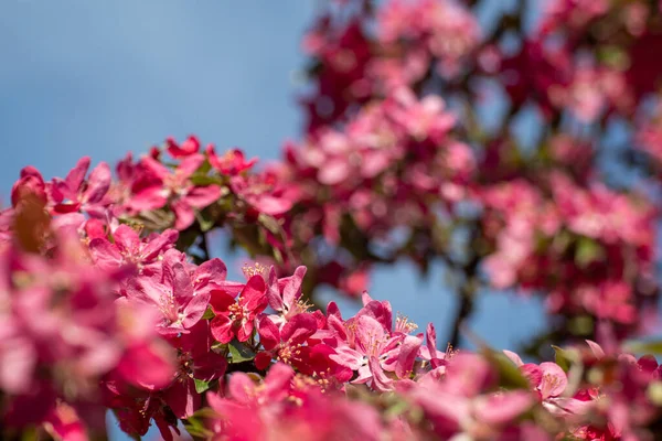 Gros Plan Sur Fleur Pommier Rose Fleurs Sur Les Branches — Photo