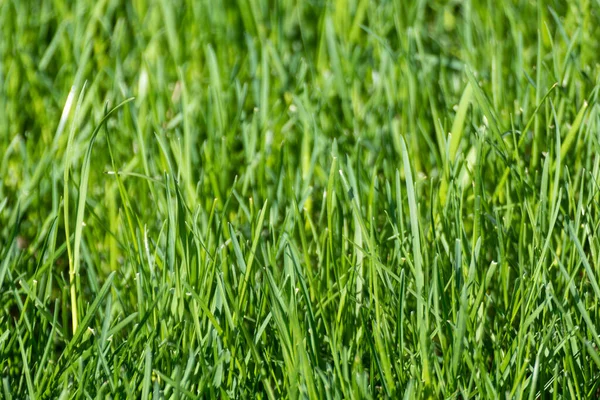 Gröna Grässtrån Närbild Detaljer Suddig Bakgrund Naturlig Färsk Ogräs Lysande Royaltyfria Stockfoton