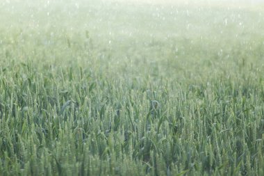 Sağanak yağmurlu havada yeşil buğday tarlası. Bulanık arka planda büyüyen genç bahar arpa kulakları. Ukrayna 'da tarım