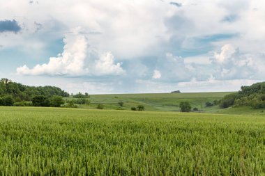 Yeşil buğday tarlası manzaralı bulutlu gökyüzü. Arka planda ağaçlar olan bahar arpa kulakları. Ukrayna 'da tarım
