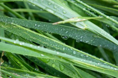 Yeşil çim yapraklarına parlak yağmur damlaları düşer. Doğa taze desenler