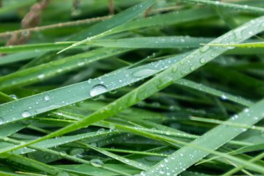 Parlak yağmur damlacıklarıyla yeşil bahar yaprakları. Yakın plan. Doğa taze desenler