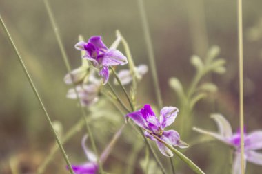 Consolida Regalis, tarlakuşu 'nun çatallı mor çiçek tarlasına yakın plan. İlkbaharda her yıl yeşeren bitkiler.
