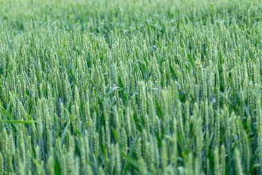 Yeşil buğday tarlası ekinleri. Genç verimli buğday kulakları ya da sivri dikenler. Ukrayna 'da tarım