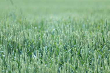 Yeşil buğday tarlası ekinleri yakın planda. Genç buğday kulakları ya da arka planı bulanık dikenler. Tarım