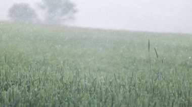 Sağanak yağmurda yeşil buğday tarlası. Bulanık gökyüzü ile genç bahar arpa kulakları büyüyen bulanık arka plan. Ukrayna 'da tarım