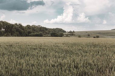 Gökyüzü manzaralı buğday tarlası manzarası. Arpa kulaklar ve arka planda ağaçlar. Ukrayna 'da tarım, renk derecelendirmesi