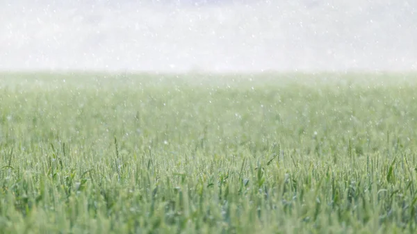 Зеленое Пшеничное Поле Дождем Весенние Ячменные Уши Растут Туманном Размытом — стоковое фото