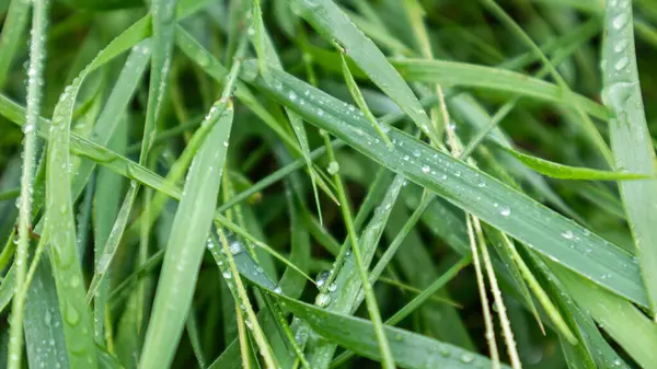 翠绿的春草叶在晶莹的雨水中滴落 自然新模式 — 图库照片