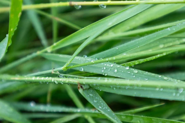 光沢のある雨水の中で緑の春草の葉がぼやけた背景でクローズアップ低下します 自然の新鮮なパターン — ストック写真