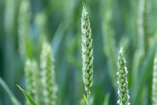 绿麦田作物特写 背景模糊的小麦幼穗或小穗 乌克兰的农业 — 图库照片