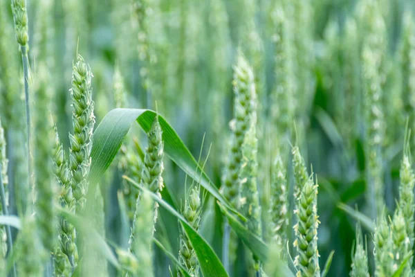 绿春麦田作物特写 背景模糊的小麦幼穗或小穗 大麦农业 — 图库照片