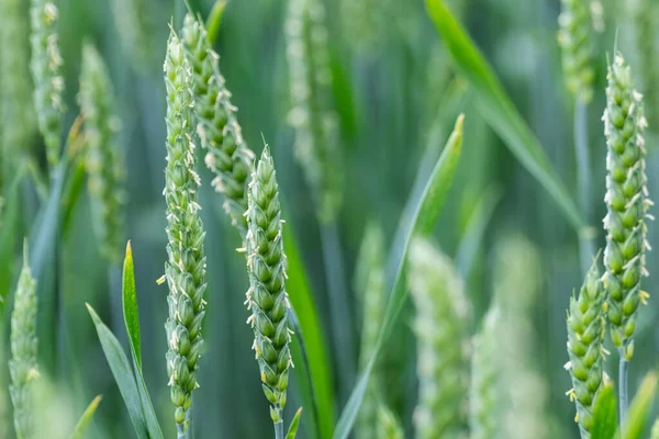 绿春麦田特写 背景模糊的小麦幼穗 乌克兰的农业 — 图库照片