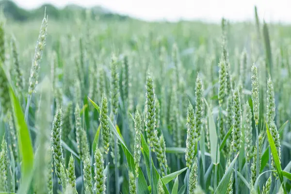 绿春麦田作物特写 年轻的麦穗或小穗 灰色的天空背景模糊 乌克兰的农业 — 图库照片