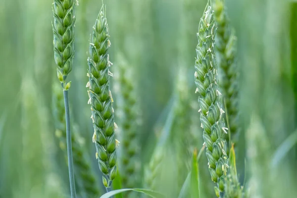 绿春麦田特写 小麦幼穗或小穗 有选择性集中 乌克兰的农业 — 图库照片